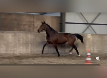 KWPN, Mare, 15 years, 16.1 hh, Bay-Dark