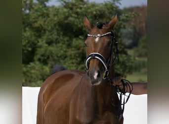 KWPN, Mare, 15 years, 16,1 hh, Brown