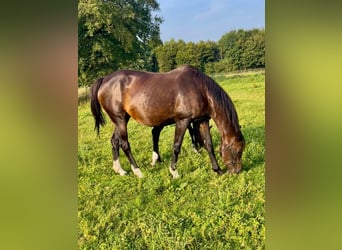 KWPN, Mare, 15 years, 16,1 hh, Brown