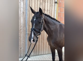 KWPN, Mare, 15 years, 16.1 hh, Brown
