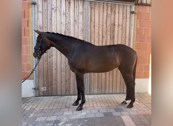 KWPN, Mare, 15 years, 16.1 hh, Brown