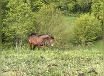 KWPN, Mare, 15 years, 16.1 hh, Brown