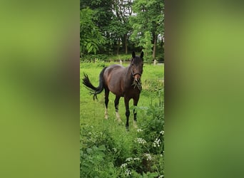 KWPN, Mare, 15 years, 16,1 hh, Brown