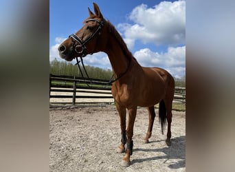 KWPN, Mare, 15 years, 16.1 hh, Chestnut-Red