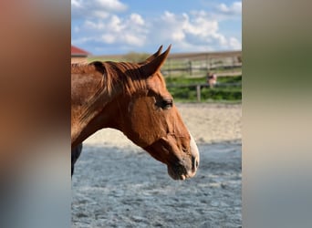 KWPN, Mare, 15 years, 16.1 hh, Chestnut-Red