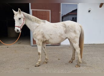 KWPN, Mare, 15 years, 16,1 hh, Gray