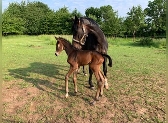 KWPN, Mare, 15 years, 16,1 hh, Smoky-Black