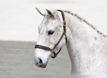 KWPN, Mare, 15 years, 16,1 hh, White