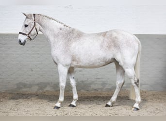 KWPN, Mare, 15 years, 16,1 hh, White