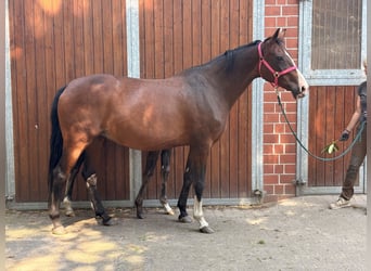 KWPN, Mare, 15 years, 16.2 hh, Bay-Dark