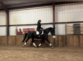 KWPN, Mare, 15 years, 16,2 hh, Black