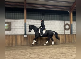 KWPN, Mare, 15 years, 16,2 hh, Black