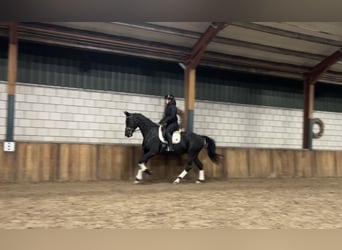 KWPN, Mare, 15 years, 16,2 hh, Black