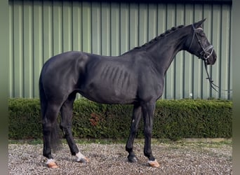 KWPN, Mare, 15 years, 16,2 hh, Black