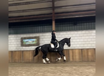 KWPN, Mare, 15 years, 16,2 hh, Black