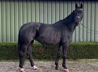 KWPN, Mare, 15 years, 16,2 hh, Black