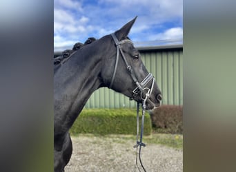 KWPN, Mare, 15 years, 16,2 hh, Black