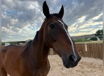 KWPN, Mare, 15 years, 16,2 hh, Brown