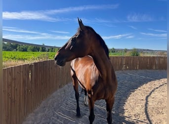 KWPN, Mare, 15 years, 16,2 hh, Brown