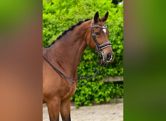 KWPN, Mare, 15 years, 16.2 hh, Brown-Light