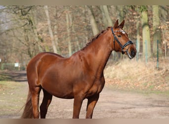 KWPN, Mare, 15 years, 16,2 hh, Chestnut-Red