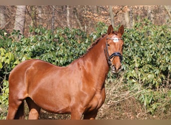 KWPN, Mare, 15 years, 16,2 hh, Chestnut-Red