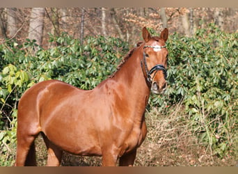 KWPN, Mare, 15 years, 16,2 hh, Chestnut-Red