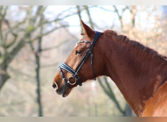 KWPN, Mare, 15 years, 16,2 hh, Chestnut-Red