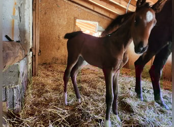 KWPN, Mare, 15 years, 16.3 hh, Bay-Dark