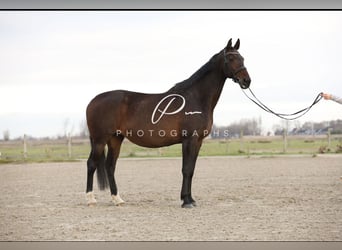 KWPN, Mare, 15 years, 16,3 hh, Brown