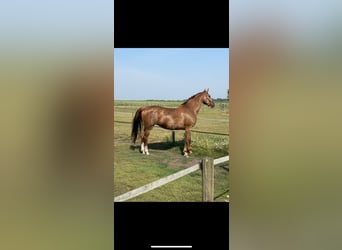 KWPN, Mare, 15 years, 16,3 hh, Chestnut-Red