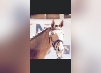 KWPN, Mare, 15 years, 16,3 hh, Chestnut-Red