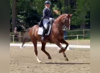 KWPN, Mare, 15 years, 16.3 hh, Chestnut-Red