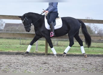 KWPN, Mare, 15 years, 16 hh, Black