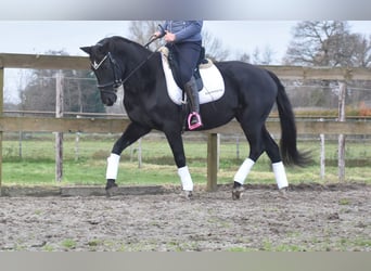 KWPN, Mare, 15 years, 16 hh, Black