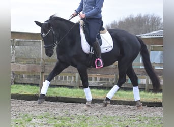 KWPN, Mare, 15 years, 16 hh, Black