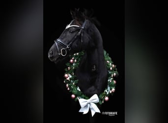 KWPN, Mare, 15 years, 16 hh, Black