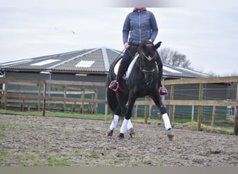 KWPN, Mare, 15 years, 16 hh, Black