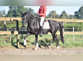 KWPN, Mare, 15 years, 16 hh, Black