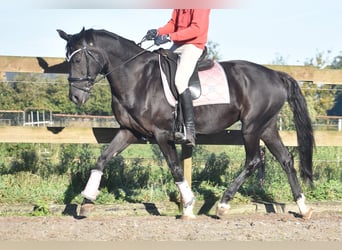 KWPN, Mare, 15 years, 16 hh, Black