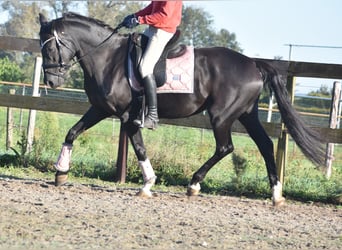 KWPN, Mare, 15 years, 16 hh, Black