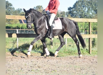 KWPN, Mare, 15 years, 16 hh, Black