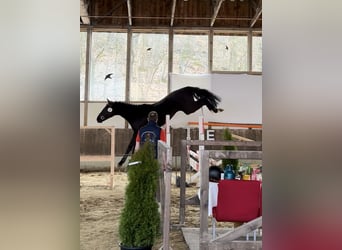 KWPN, Mare, 15 years, 16 hh