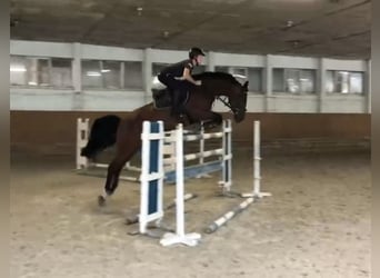 KWPN, Mare, 15 years, 16 hh, Brown