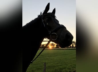 KWPN, Mare, 15 years, 16 hh, Brown