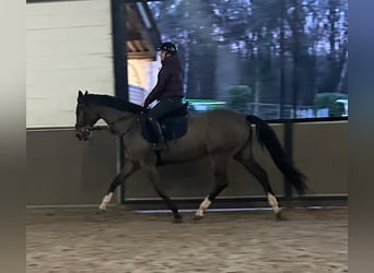 KWPN, Mare, 15 years, 16 hh, Brown