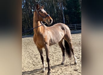 KWPN, Mare, 15 years, 16 hh, Brown