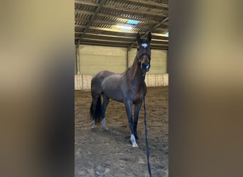 KWPN, Mare, 15 years, 16 hh, Brown
