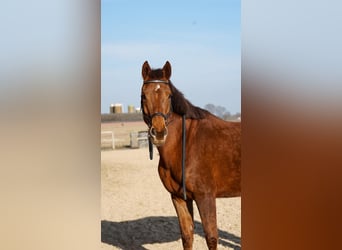 KWPN, Mare, 15 years, 16 hh, Chestnut-Red