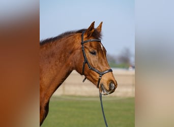 KWPN, Mare, 15 years, 16 hh, Chestnut-Red